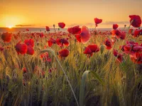 Poppies_Fields_Sunrises_and_sunsets_Ear_botany_571097_1280x853