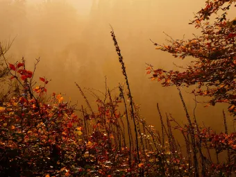 Herbstlicher_Morgendunst