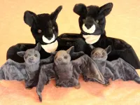 Fledermaus Franz mit Familie Fledermaus Franz mit Familie
